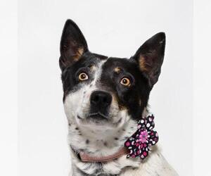Australian Cattle Dog Dogs for adoption in Santa Maria, CA, USA