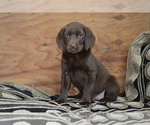 Small #2 Labrador Retriever