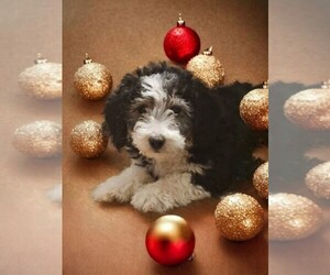 Bernedoodle (Miniature) Puppy for sale in NILES, MI, USA