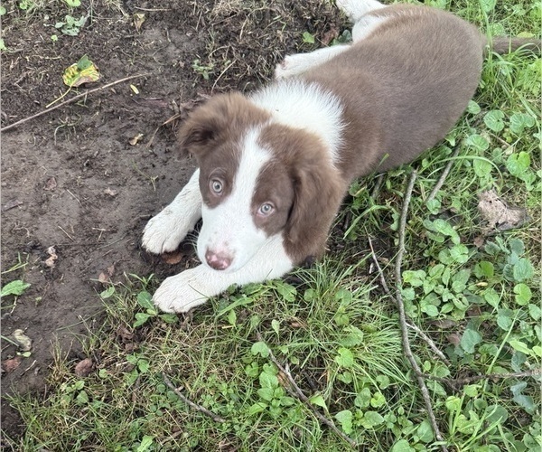 Medium Photo #49 Borador Puppy For Sale in MARION, VA, USA