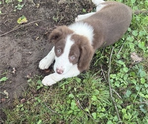 Medium Borador