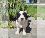 Small #3 Tibetan Terrier