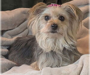 Mutt Dogs for adoption in Bon Carbo, CO, USA