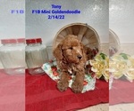 Puppy 3 Goldendoodle (Miniature)