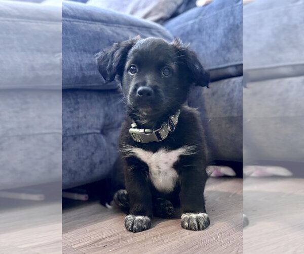 Medium Photo #4 Mutt Puppy For Sale in San Diego, CA, USA