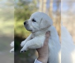 Small #10 Labrador Retriever