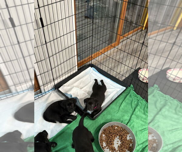 Medium Photo #3 Golden Labrador Puppy For Sale in Aurora, IN, USA