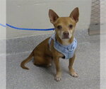 Small Chihuahua Mix
