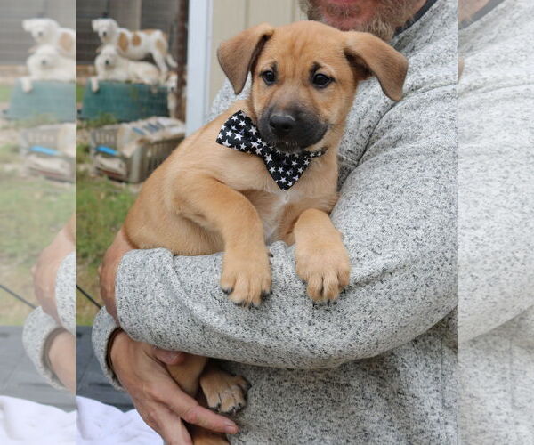 Medium Photo #3 Labrador Retriever-Unknown Mix Puppy For Sale in Bandera, TX, USA
