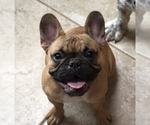 Small Photo #1 French Bulldog Puppy For Sale in ROSEVILLE, OH, USA