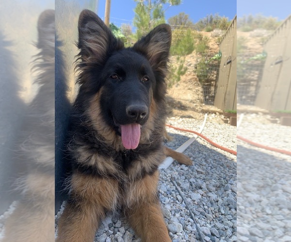 Medium Photo #24 German Shepherd Dog Puppy For Sale in PINON HILLS, CA, USA