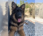 Small #23 German Shepherd Dog