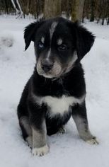 Goberian Puppy for sale in DODGE CENTER, MN, USA