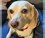 Small Photo #1 Beagle-Unknown Mix Puppy For Sale in Fairfax, VA, USA