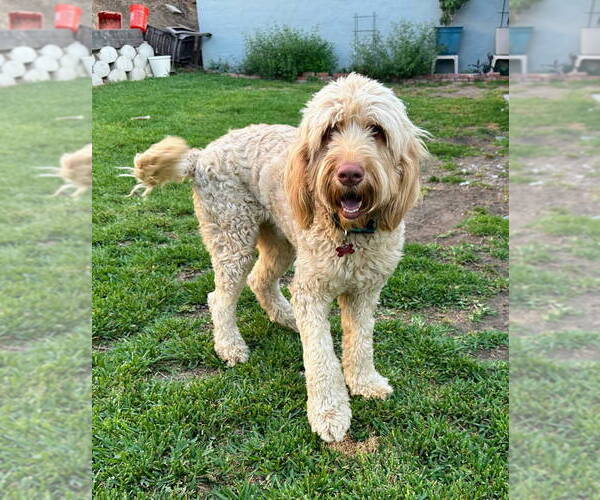 Medium Photo #3 Poodle (Standard)-Unknown Mix Puppy For Sale in San Diego, CA, USA