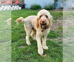 Small #2 Poodle (Standard) Mix