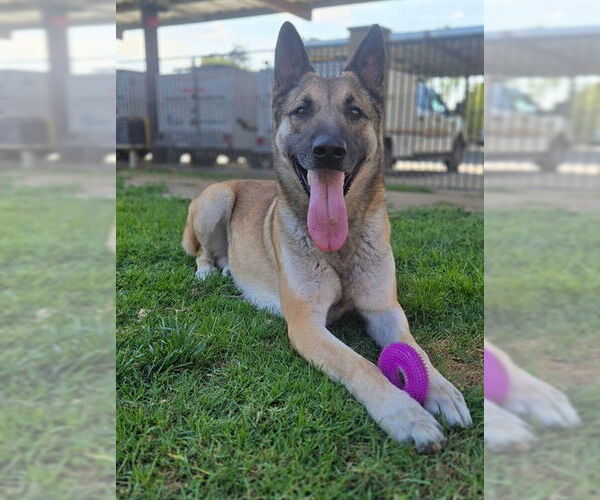 Medium Photo #2 German Shepherd Dog Puppy For Sale in Riverside, CA, USA