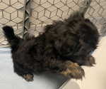 Small Photo #12 Shih Tzu Puppy For Sale in ROSEVILLE, OH, USA