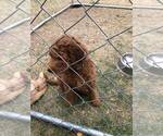 Small Photo #7 Goldendoodle Puppy For Sale in NAMPA, ID, USA