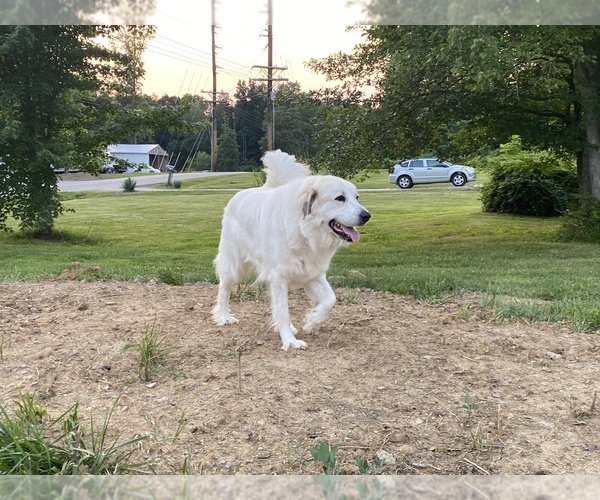 Medium Photo #1 Great Pyredane Puppy For Sale in UNDERWOOD, IN, USA
