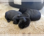 Litter of 8 - Male(s) and Female(s) Labrador RetrieverLitter of Puppies for Sale - Photo #4
