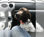 Small Photo #4 German Shorthaired Pointer Puppy For Sale in SUMMERSVILLE, WV, USA