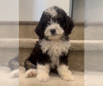 Small Photo #1 Miniature Bernedoodle Puppy For Sale in IRVINE, CA, USA