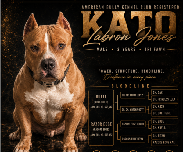Medium Photo #1 American Bully Puppy For Sale in EVANSVILLE, IN, USA