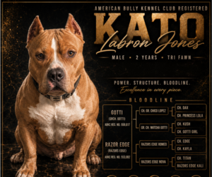 Father of the American Bully puppies born on 06/18/2026