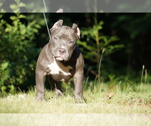 American Bully Puppy for sale in BRANDYWINE, MD, USA