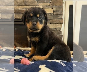 Rottweiler Puppy for sale in NOBLESVILLE, IN, USA
