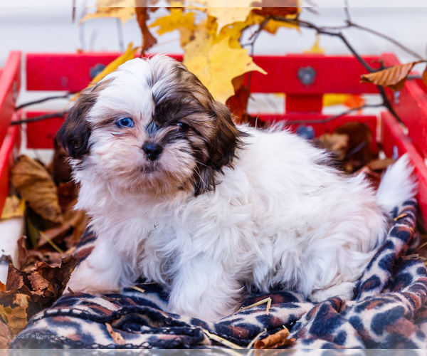 Medium Photo #13 Shih Tzu Puppy For Sale in WAKARUSA, IN, USA