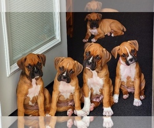 Boxer Puppy for sale in STANLEY, WI, USA