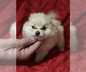 Pomeranian Puppy for sale in BOSTON, MA, USA
