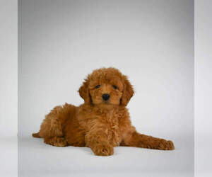 Goldendoodle (Miniature) Puppy for sale in ITASCA, TX, USA