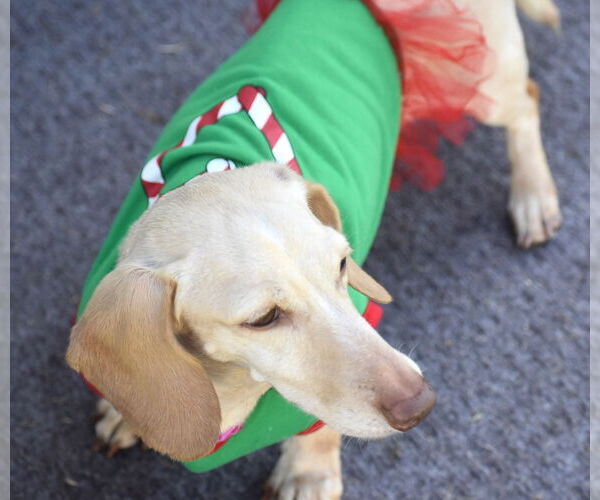 Medium Photo #16 Dachshund Puppy For Sale in Shelbyville, TN, USA