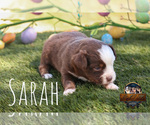 Small Photo #20 Miniature Australian Shepherd Puppy For Sale in GRANBURY, TX, USA
