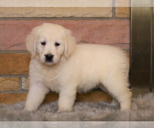 English Cream Golden Retriever Puppy for sale in FREDERICKSBG, OH, USA