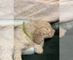 Small Photo #12 Pyredoodle Puppy For Sale in MOORESVILLE, NC, USA
