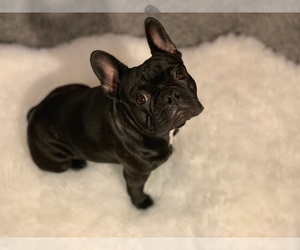 Mother of the French Bulldog puppies born on 11/12/2019