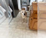 Small #1 Mutt