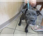 Small Staffordshire Bull Terrier Mix