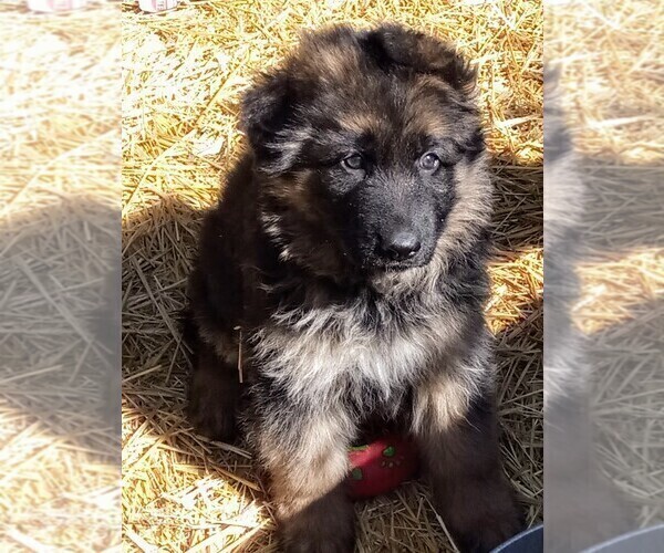 Medium Photo #1 German Shepherd Dog Puppy For Sale in FORT MORGAN, CO, USA