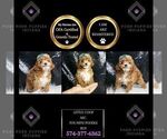 Puppy Little Coop AKC Poodle (Toy)
