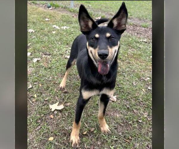 Medium Photo #1 Australian Kelpie Puppy For Sale in Conroe, TX, USA