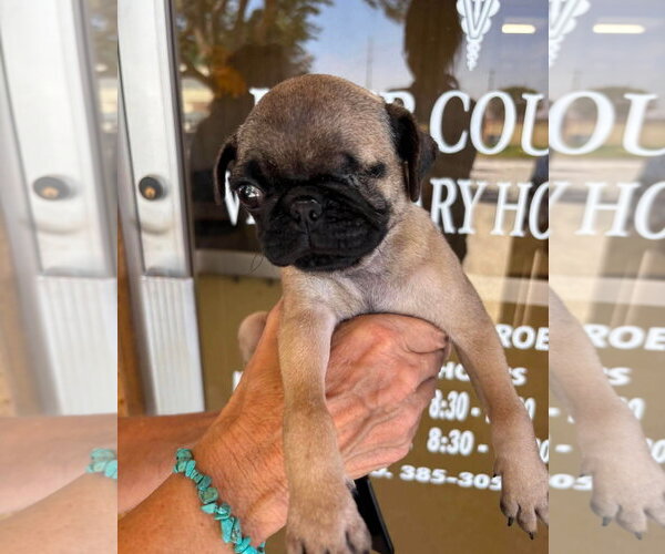 Medium Photo #3 Pug-Unknown Mix Puppy For Sale in Grafton, WI, USA