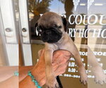 Small #2 Pug Mix
