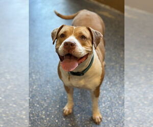 Fauna - Female American Pit Bull Terrier-American Staffordshire Terrier Mix Dog for Adoption - Photo #4