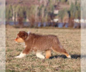 Australian Shepherd Puppy for sale in SEDRO WOOLLEY, WA, USA