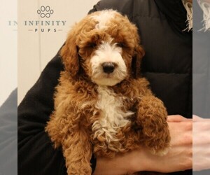 Goldendoodle (Miniature) Puppy for sale in EPHRATA, PA, USA